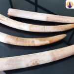 Gading Gajah untuk Mahar Adat Beli Pernikahan di Flores Timur Raib