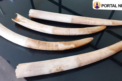 Gading Gajah untuk Mahar Adat Beli Pernikahan di Flores Timur Raib