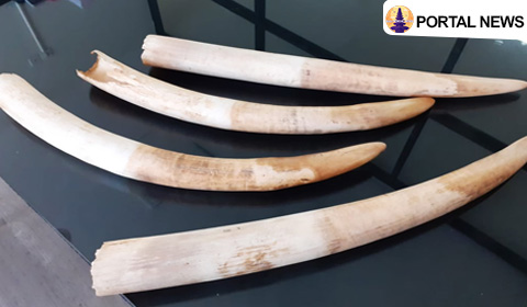 Gading Gajah untuk Mahar Adat Beli Pernikahan di Flores Timur Raib