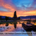 Kembalikan Fungsi Hutan, 130 Pohon Cemara Ditanam di Tepian Danau Tamblingan