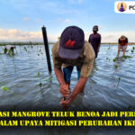 Restorasi Mangrove