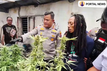 Polisi Gerebek Budidaya Ganja Profesional di Jombang
