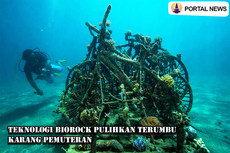 Teknologi Biorock Pulihkan Terumbu Karang Pemuteran