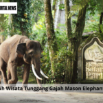 Kisruh Wisata Tunggang Gajah Mason Elephant Park