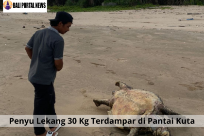 Penyu Lekang 30 Kg Terdampar di Pantai Kuta