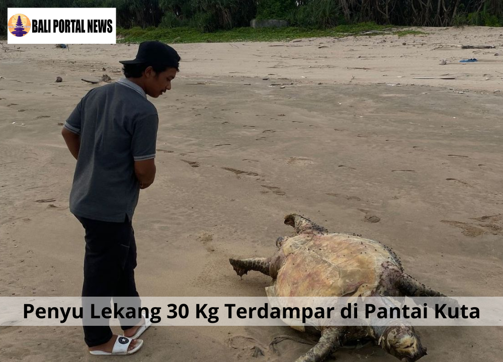 Penyu Lekang 30 Kg Terdampar di Pantai Kuta