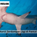 Hiu Martil Terdampar Lagi di Pantai Kuta