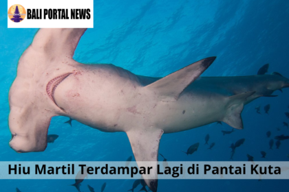 Hiu Martil Terdampar Lagi di Pantai Kuta