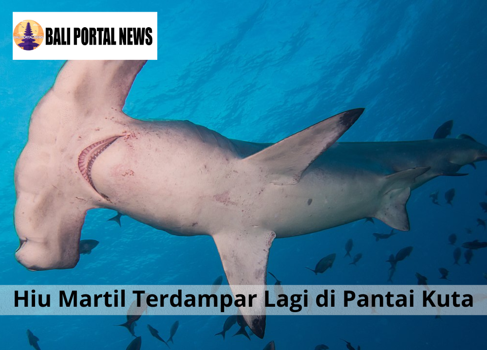 Hiu Martil Terdampar Lagi di Pantai Kuta