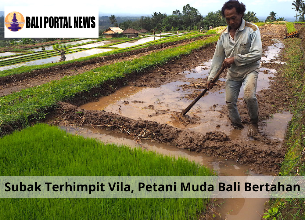 Subak Terhimpit Vila, Petani Muda Bali Bertahan