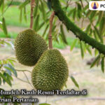 Durian Mundeh