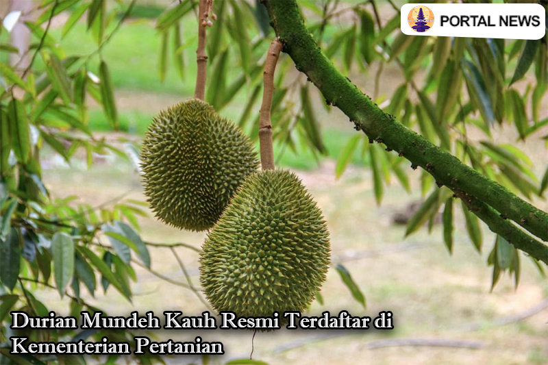 Durian Mundeh
