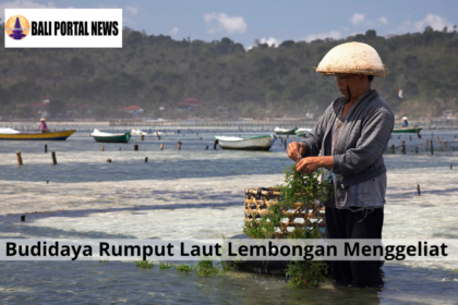 Budidaya Rumput Laut Lembongan Menggeliat