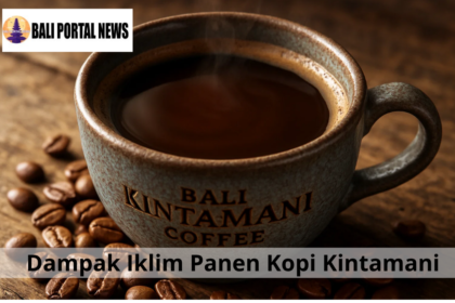 Dampak Iklim Panen Kopi Kintamani