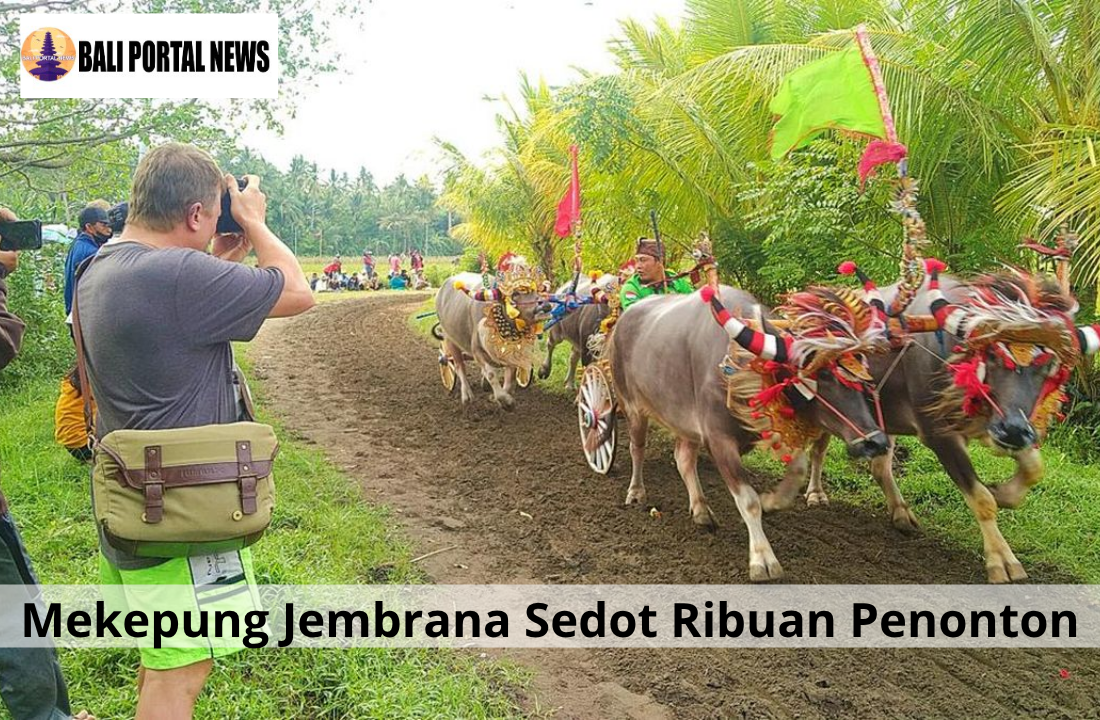 Mekepung Jembrana Sedot Ribuan Penonton
