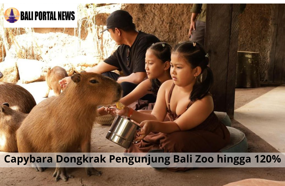 Capybara Dongkrak Pengunjung Bali Zoo hingga 120%