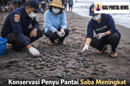 Konservasi Penyu Pantai Saba Meningkat